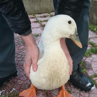 人懐っこいアヒル♀2歳　里親様募集