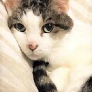 まったりおっとりシニア、愛護センターより引き出し