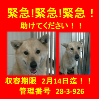 緊急！緊急！緊急！助けて下さい！！