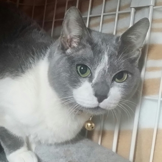 灰白 成猫 (仮名) グリちゃん