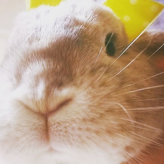 ヤンチャ盛りなホーランドロップ（♂）