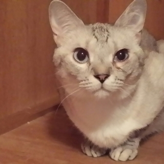 アメショー風  ショウくん