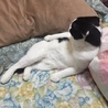 ぴーとまと