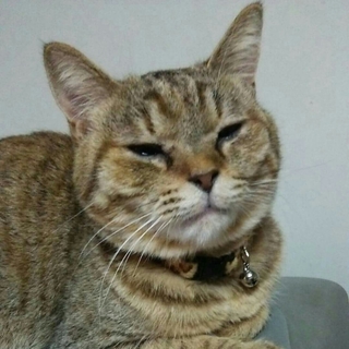 キジトラ とらちゃん