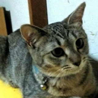 つま先のない あんよちゃん