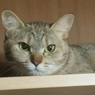 アビシニアン風 シャイなミイちゃん