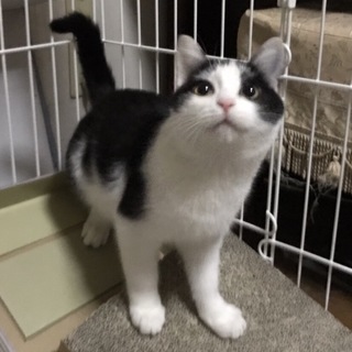 サスケ 6ヶ月 シャイボーイ