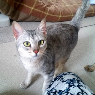 アビシニアン系☆大の甘えん坊☆美人さん