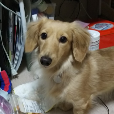 ご飯ちょーだい‼