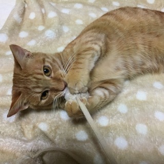 【動画あり】 へそ天します～