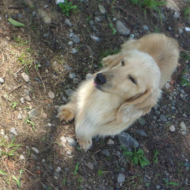 ＤＵＫＥのカバー写真