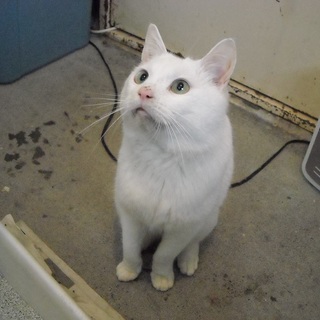 高齢者が飼えなくなり７匹の猫が放棄されました