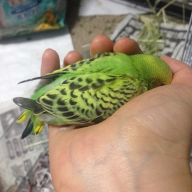 はなだ瑠璃のカバー写真