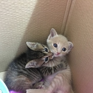 生後1か月半　兄妹♂♀　　募集一時停止