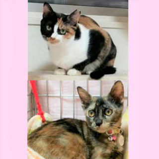 臆病だけど可愛くてたまらない親子猫