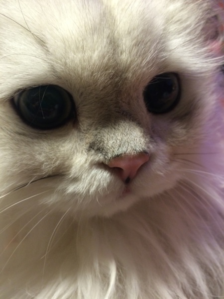 グレちゃん(グレー)