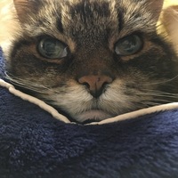 Hana