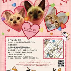 ねこざんまい譲渡会in銀座