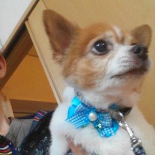 チワワ♂ 12歳 元気いっぱい。アッシュ