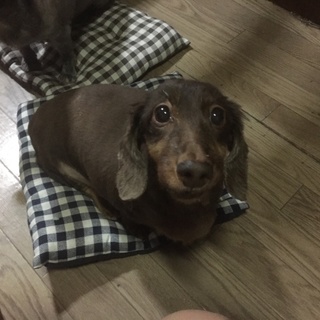 この子を幸せにできる方を探しています。