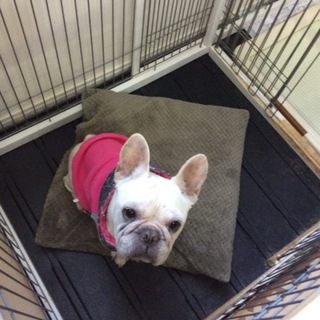 可愛いクリームのフレブル女の子です！