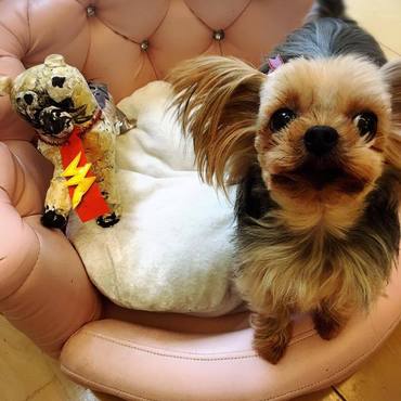 息子が作った紙粘土のハニーちゃんと一緒に♡