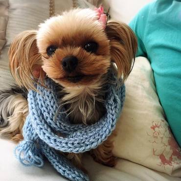 息子がハニーちゃんのためにマフラーを編みました