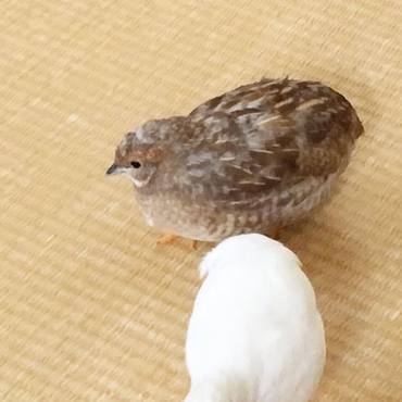 ウズラちゃんの部屋んぽ