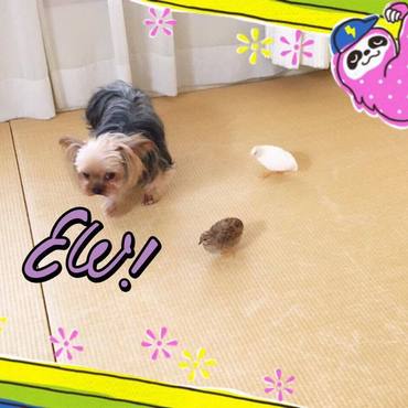 ハニーちゃんはウズラが怖くて迷惑顔です笑