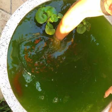 スイレン鉢でドジョウを飼ってます