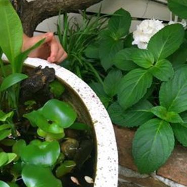 息子が飼っていたヒキガエル。暖かくなったのでお庭に戻しました