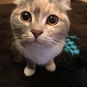 アメリカンカールの里親募集