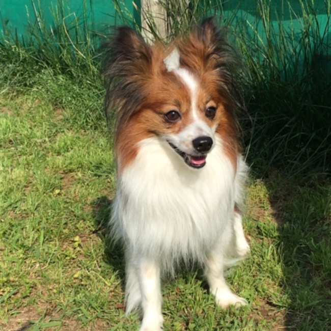 アンリコのカバー写真