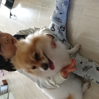 甘えん坊でわんぱくなワンちゃんです