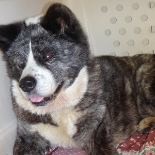 おとなしく温厚な秋田犬、紗弥花（さやか）です♪