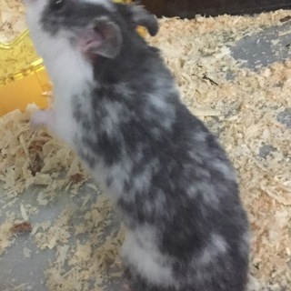 カラーハムスター