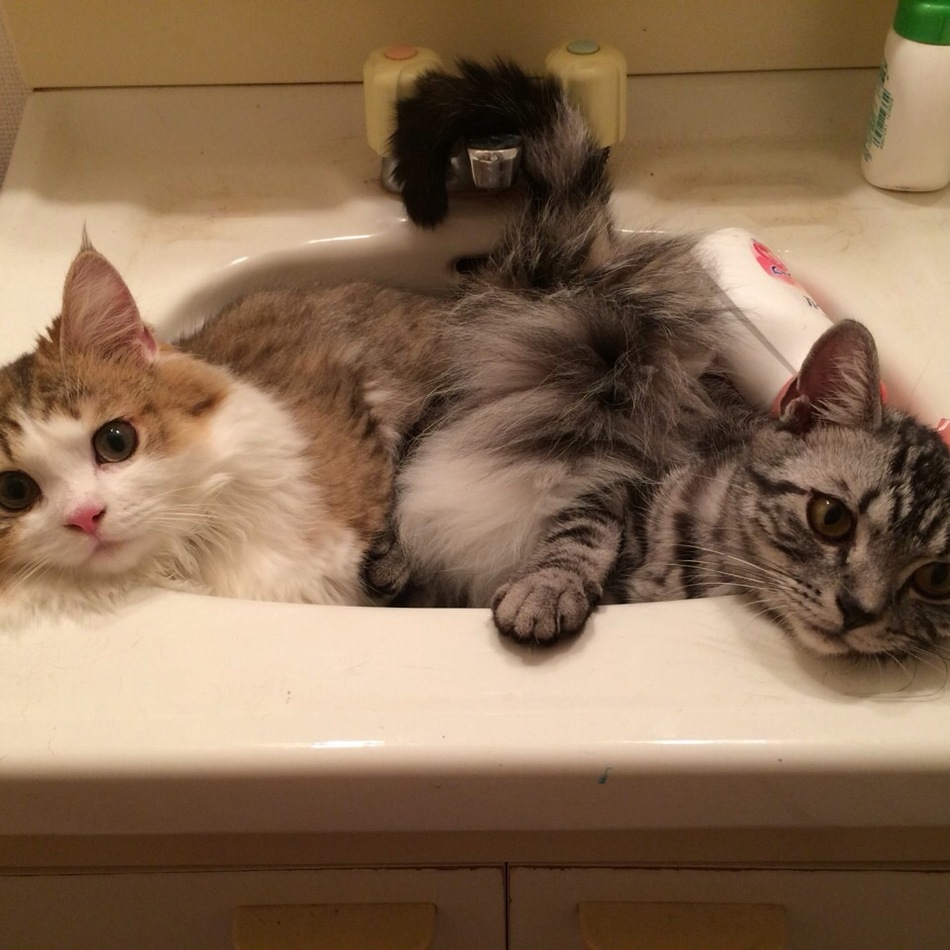 ルーシーのカバー写真