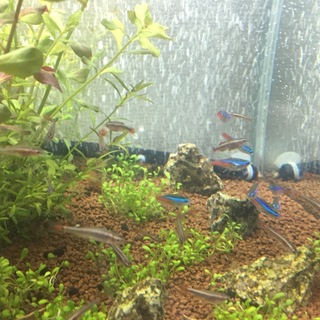 ネオンテトラ他