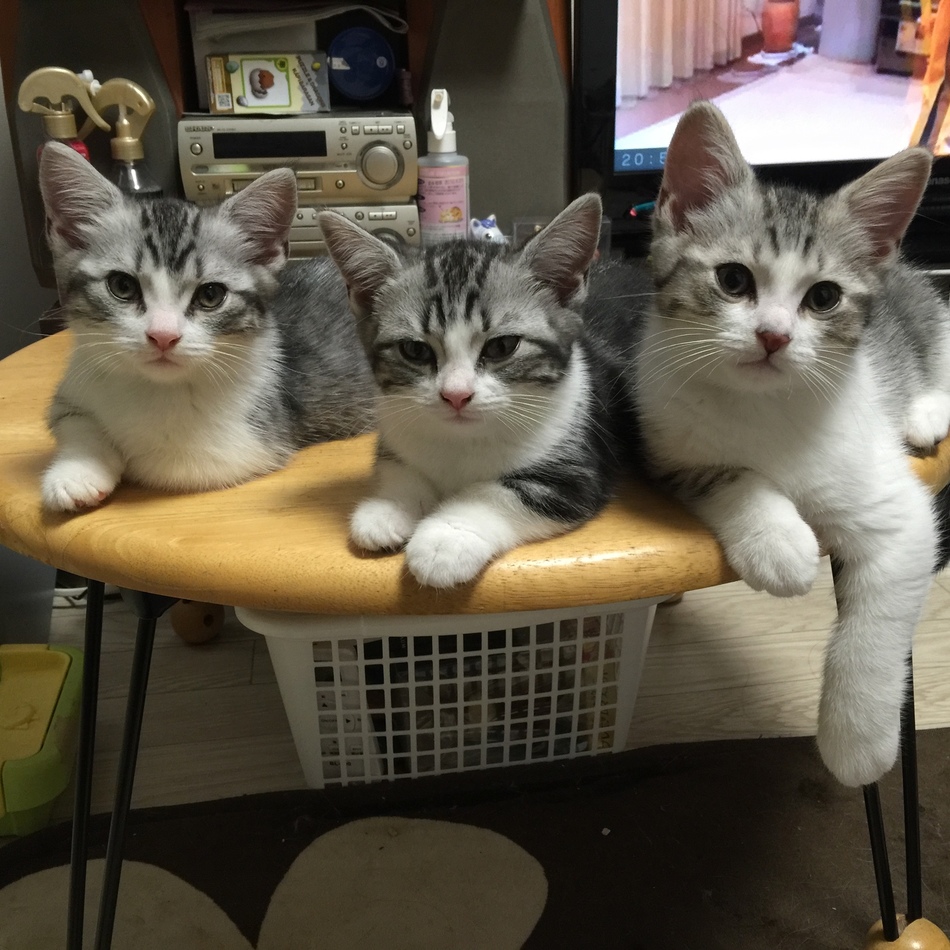 シャノンのカバー写真