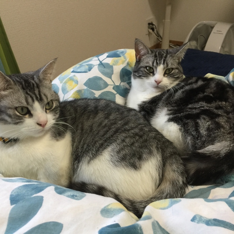 モモのカバー写真