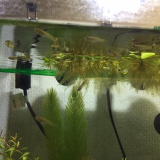 グッピー稚魚と雌親３匹の里親！