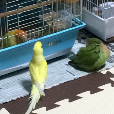 サクラが大好きリン