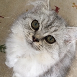 四ヶ月のねこちゃん 姉妹