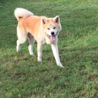 素敵な里親さんが見つかりました！