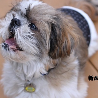 シーズーの新太郎君　里親募集中！