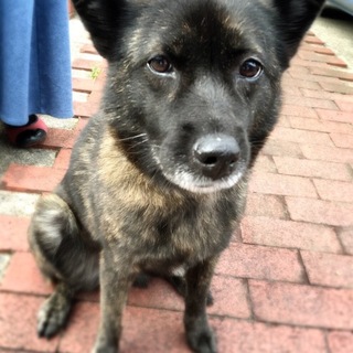 甲斐犬柄の老犬！至急里親募集中！