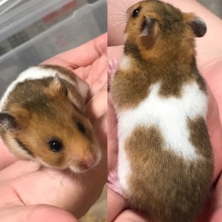 ゴールデンハムスターの赤ちゃん