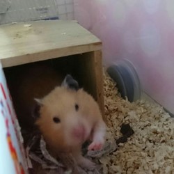 寝起きのモモちゃん