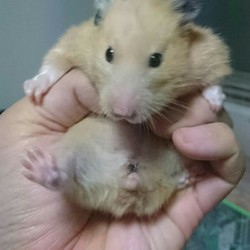 やんちゃなモモちゃん