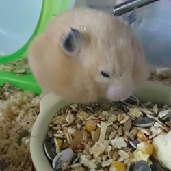 ご飯を盗むモモちゃん(その1)